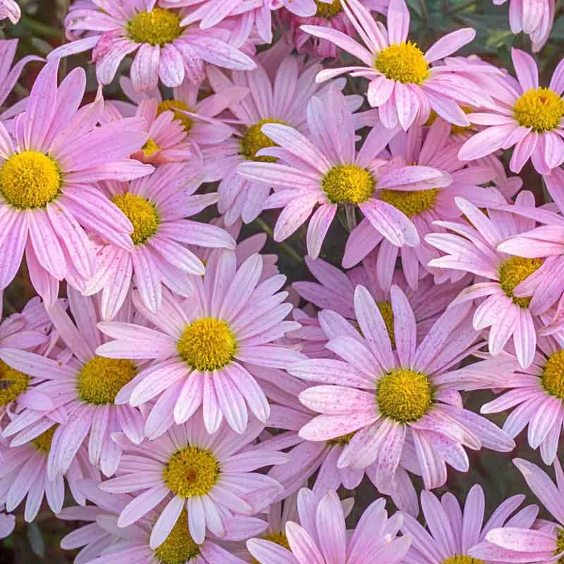 Hmptpink Mum, Pink - View 25 from www redcrocus com