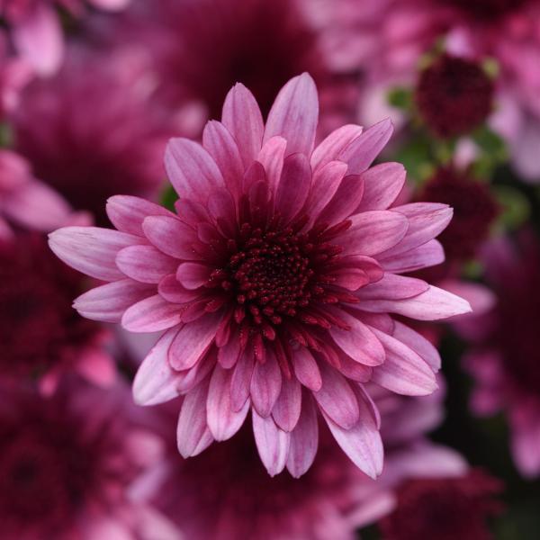 Hmptpink Mum, Pink - View 26 from www redcrocus com