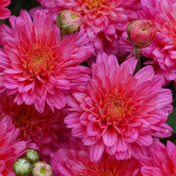 Hmptpink Mum, Pink - View 27 from www redcrocus com