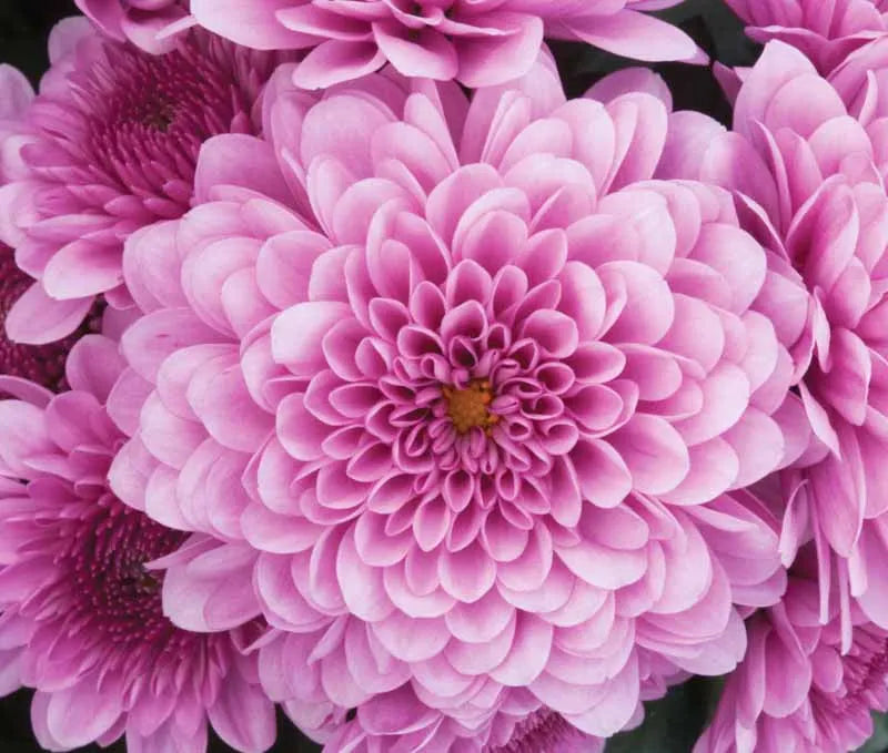Hmptpink Mum, Pink - View 8 from www redcrocus com