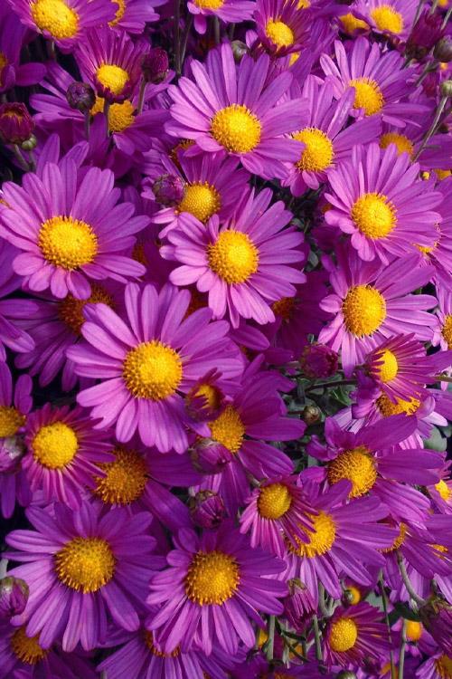 Hmptpurple Mum, Purple - View 10 from www redcrocus com