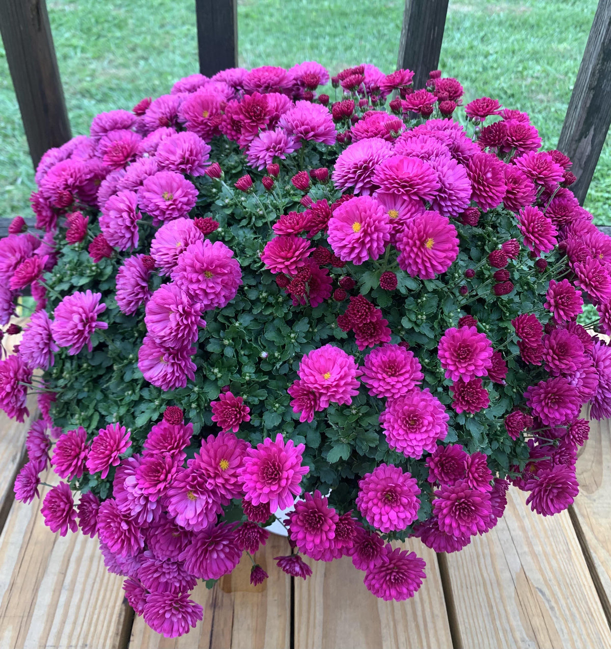 Hmptpurple Mum, Purple - View 17 from www redcrocus com