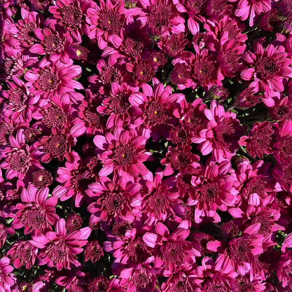 Hmptpurple Mum, Purple - View 21 from www redcrocus com
