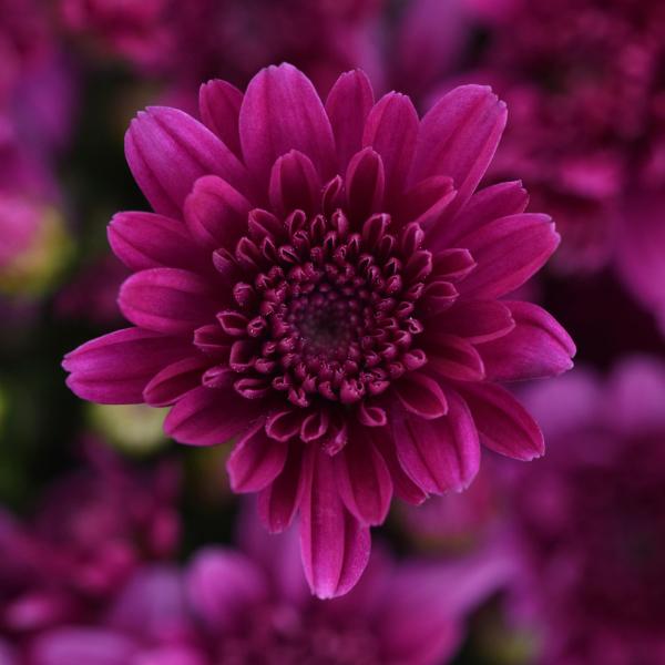 Hmptpurple Mum, Purple - View 22 from www redcrocus com
