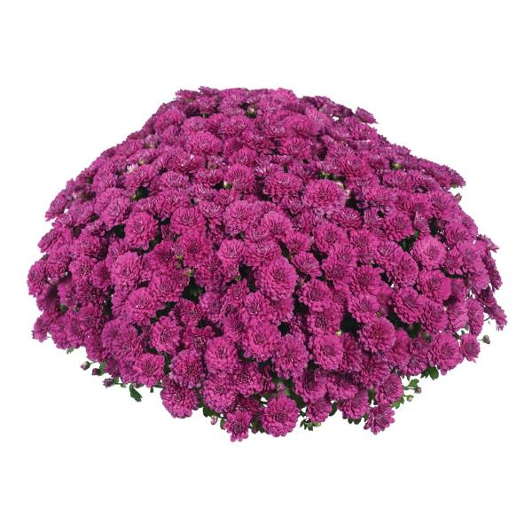 Hmptpurple Mum, Purple - View 24 from www redcrocus com