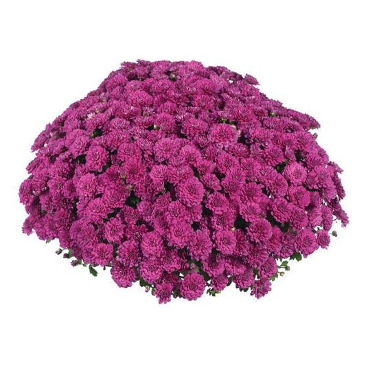 Hmptpurple Mum, Purple - View 24 from www redcrocus com