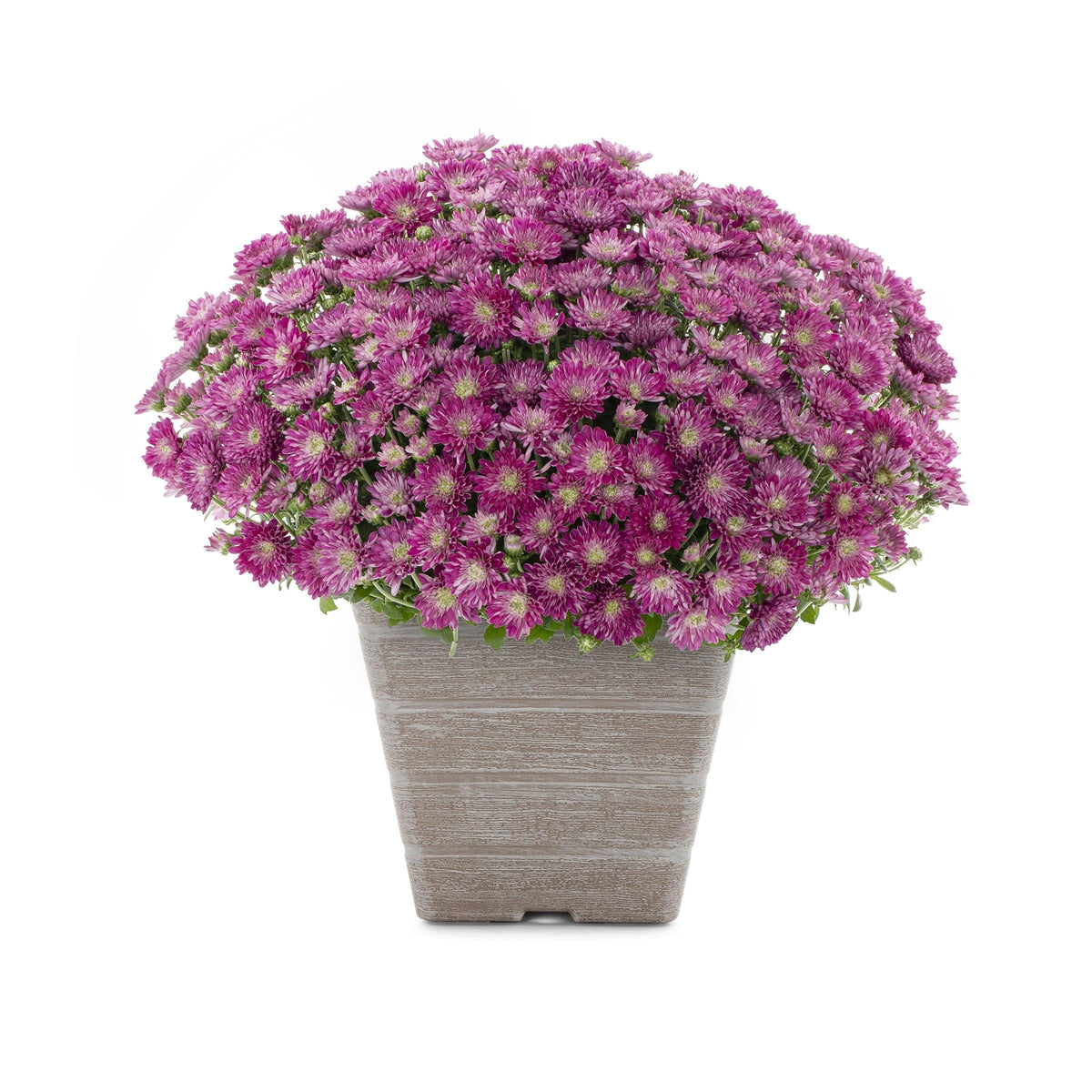Hmptpurple Mum, Purple - View 29 from www redcrocus com