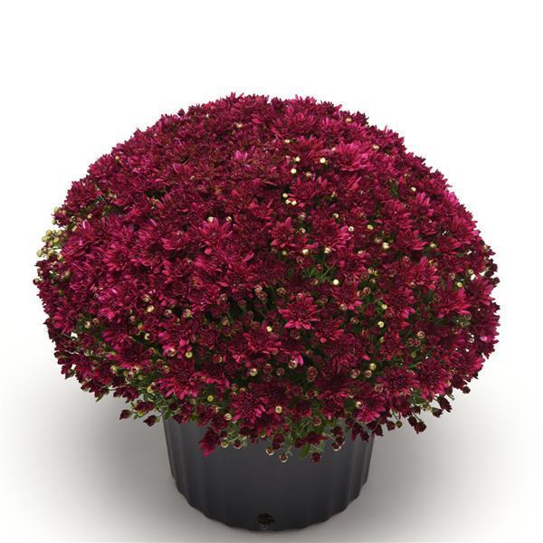Hmptpurple Mum, Purple - View 31 from www redcrocus com