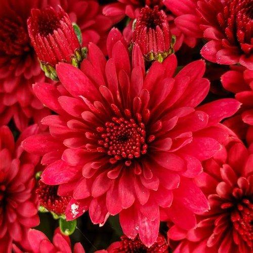 Hmptred Mum, Red - View 13 from www redcrocus com