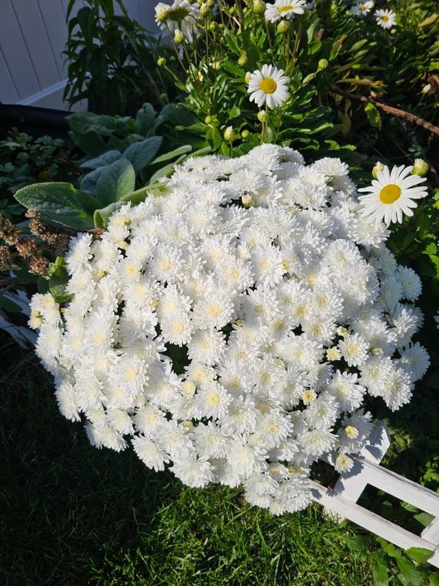 Hmptwhite Mum, White - View 11 from www redcrocus com