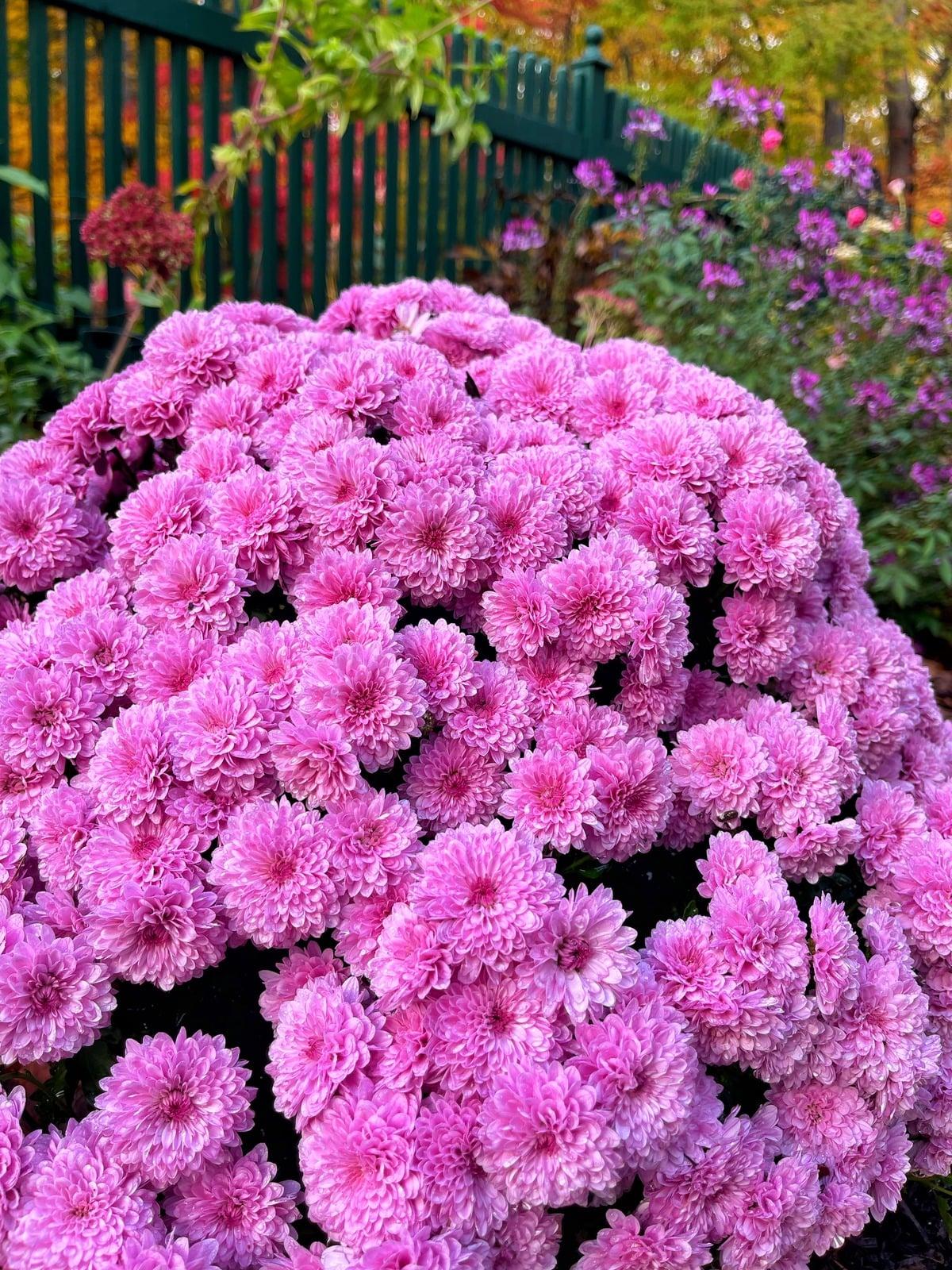 Hmptwhite Mum, White - View 14 from www redcrocus com