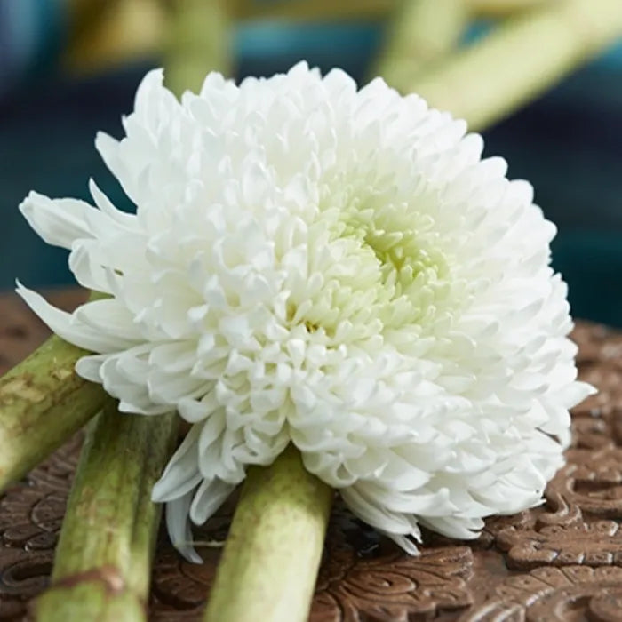 Hmptwhite Mum, White - View 20 from www redcrocus com
