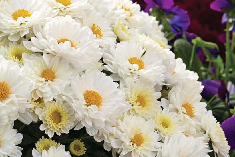 Hmptwhite Mum, White - View 24 from www redcrocus com