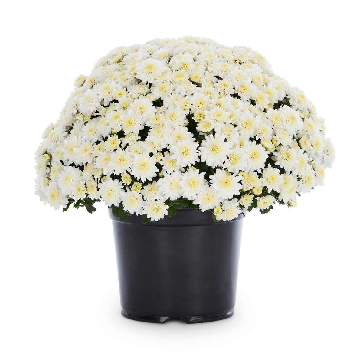 Hmptwhite Mum, White - View 2 from www redcrocus com