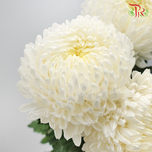 Hmptwhite Mum, White - View 6 from www redcrocus com