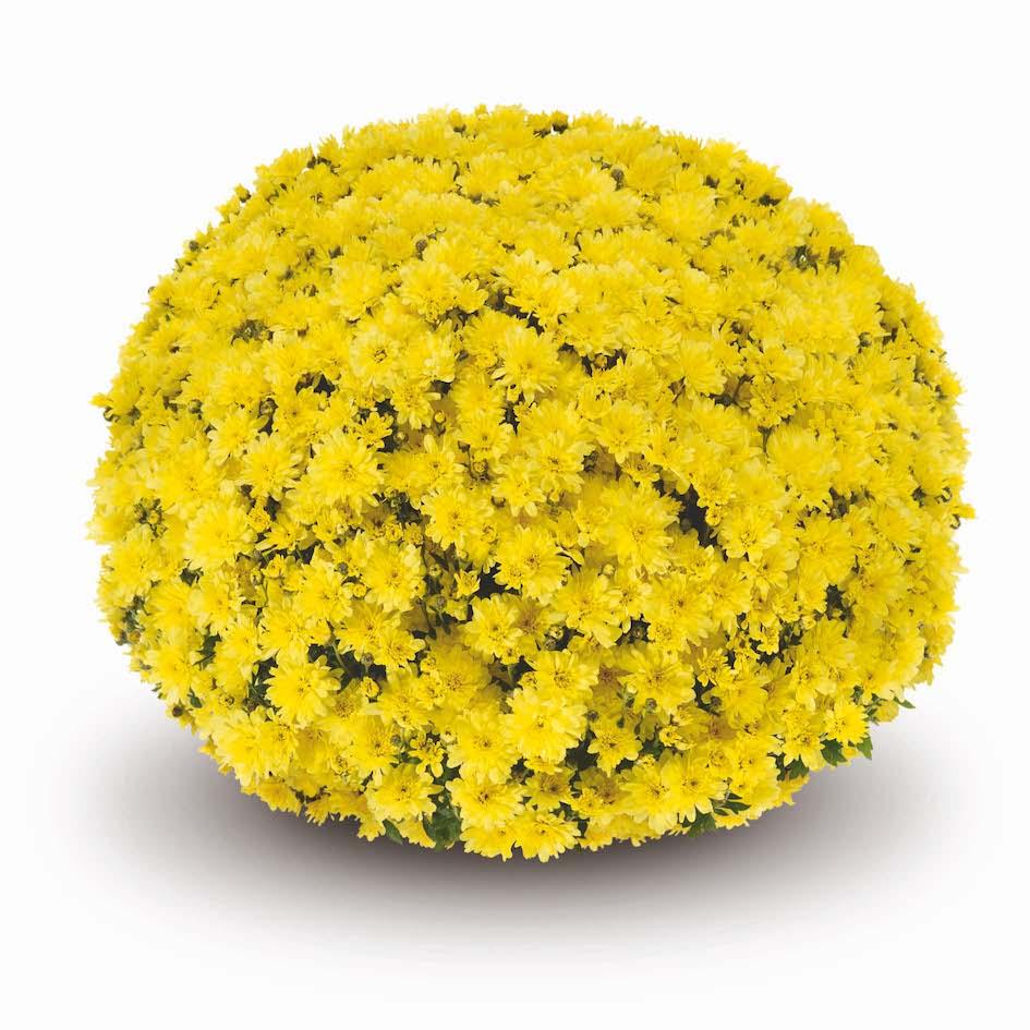 Hmptyellow Mum, Yellow - View 12 from www redcrocus com