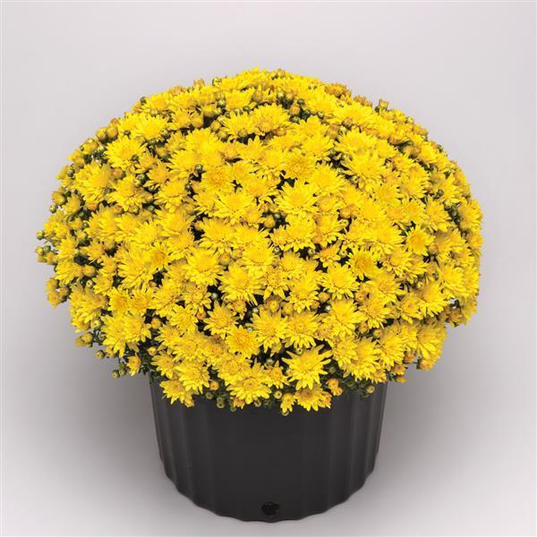 Hmptyellow Mum, Yellow - View 13 from www redcrocus com