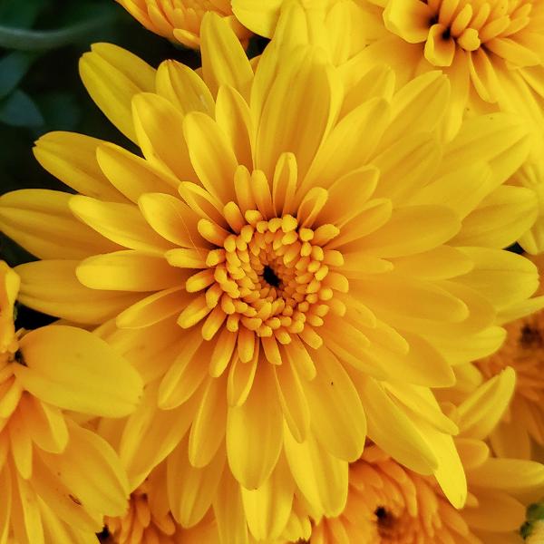 Hmptyellow Mum, Yellow - View 14 from www redcrocus com