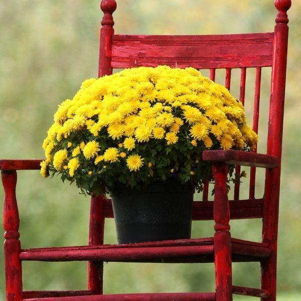 Hmptyellow Mum, Yellow - View 17 from www redcrocus com