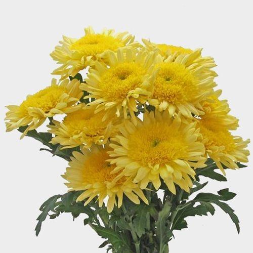 Hmptyellow Mum, Yellow - View 18 from www redcrocus com