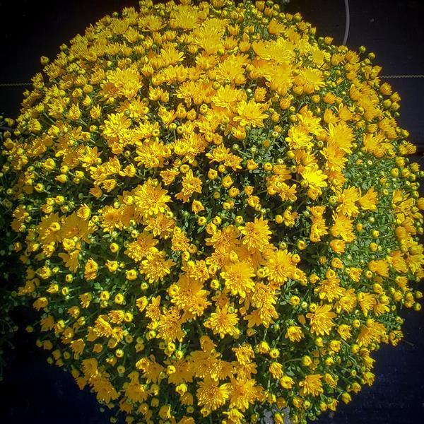 Hmptyellow Mum, Yellow - View 21 from www redcrocus com