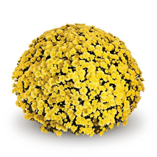 Hmptyellow Mum, Yellow - View 26 from www redcrocus com