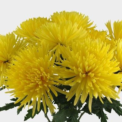 Hmptyellow Mum, Yellow - View 30 from www redcrocus com
