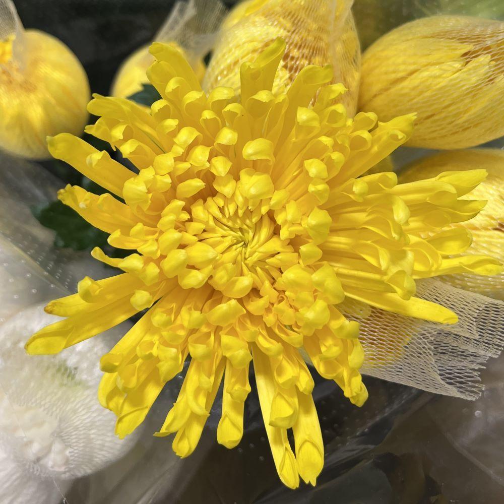 Hmptyellow Mum, Yellow - View 32 from www redcrocus com