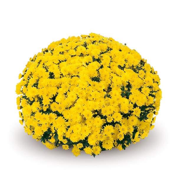 Hmptyellow Mum, Yellow - View 4 from www redcrocus com