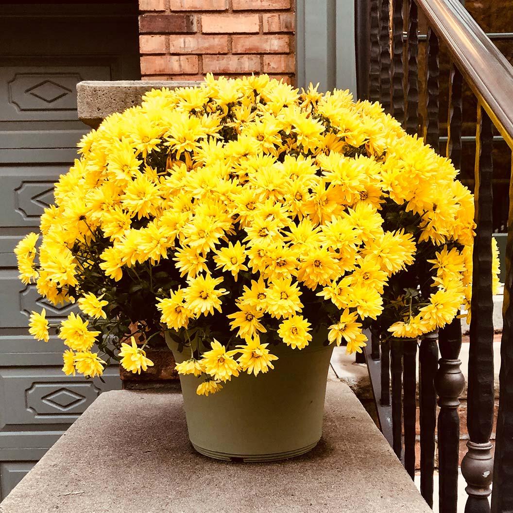 Hmptyellow Mum, Yellow - View 6 from www redcrocus com