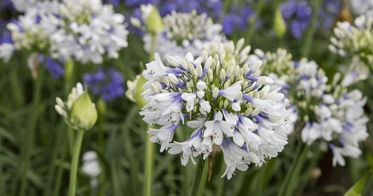 Hmpt Mum, White - View 15 from www redcrocus com