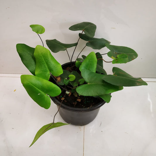 Hemionitis Arifolia Heart Leaf Fern from www redcrocus com