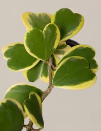RedCrocus Variegated Hoya Heart Plant- Indoor Climber & Trailing Vine, Fragrant White Flowers, Evergreen Heart-Shaped Leaves, Pet and Deer Resistant | Live Plant 4" Terracotta Pot (Pack of 2)