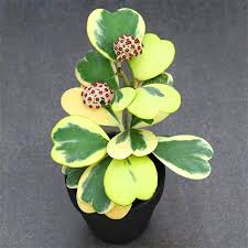 RedCrocus Variegated Hoya Heart Plant- Indoor Climber & Trailing Vine, Fragrant White Flowers, Evergreen Heart-Shaped Leaves, Pet and Deer Resistant | Live Plant 4" Terracotta Pot (Pack of 2)