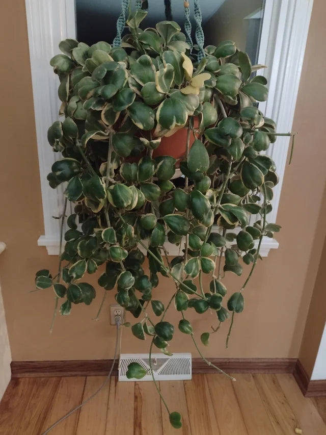 RedCrocus Variegated Hoya Heart Plant- Indoor Climber & Trailing Vine, Fragrant White Flowers, Evergreen Heart-Shaped Leaves, Pet and Deer Resistant | Live Plant 4" Terracotta Pot (Pack of 2)