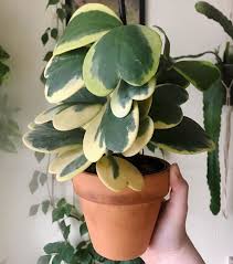 RedCrocus Variegated Hoya Heart Plant- Indoor Climber & Trailing Vine, Fragrant White Flowers, Evergreen Heart-Shaped Leaves, Pet and Deer Resistant | Live Plant 4" Terracotta Pot (Pack of 2)