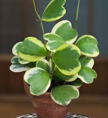 RedCrocus Variegated Hoya Heart Plant- Indoor Climber & Trailing Vine, Fragrant White Flowers, Evergreen Heart-Shaped Leaves, Pet and Deer Resistant | Live Plant 4" Terracotta Pot (Pack of 2)
