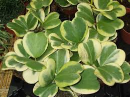 RedCrocus Variegated Hoya Heart Plant- Indoor Climber & Trailing Vine, Fragrant White Flowers, Evergreen Heart-Shaped Leaves, Pet and Deer Resistant | Live Plant 4" Terracotta Pot (Pack of 2)