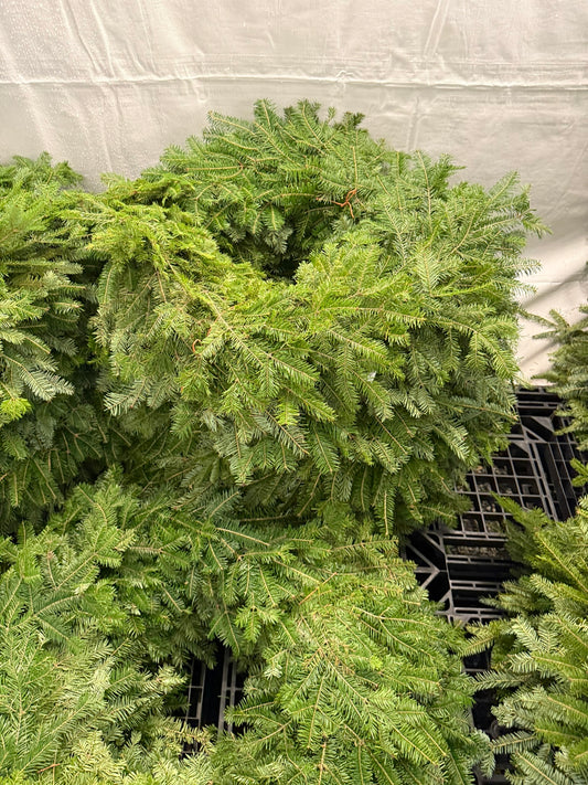 Wreath, Balsam Fir, 30" Ring, 40" OD, Undecorated, DF Pack of 1