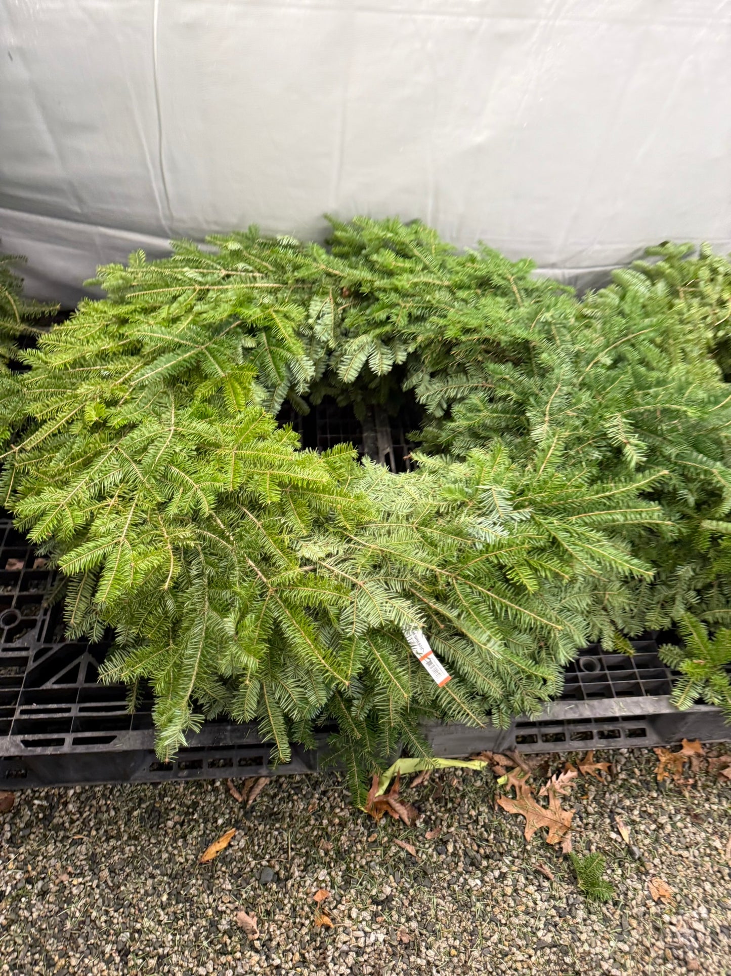 Wreath, Balsam Fir, 14" Ring, 26" OD, Undecorated, DF Pack of 6