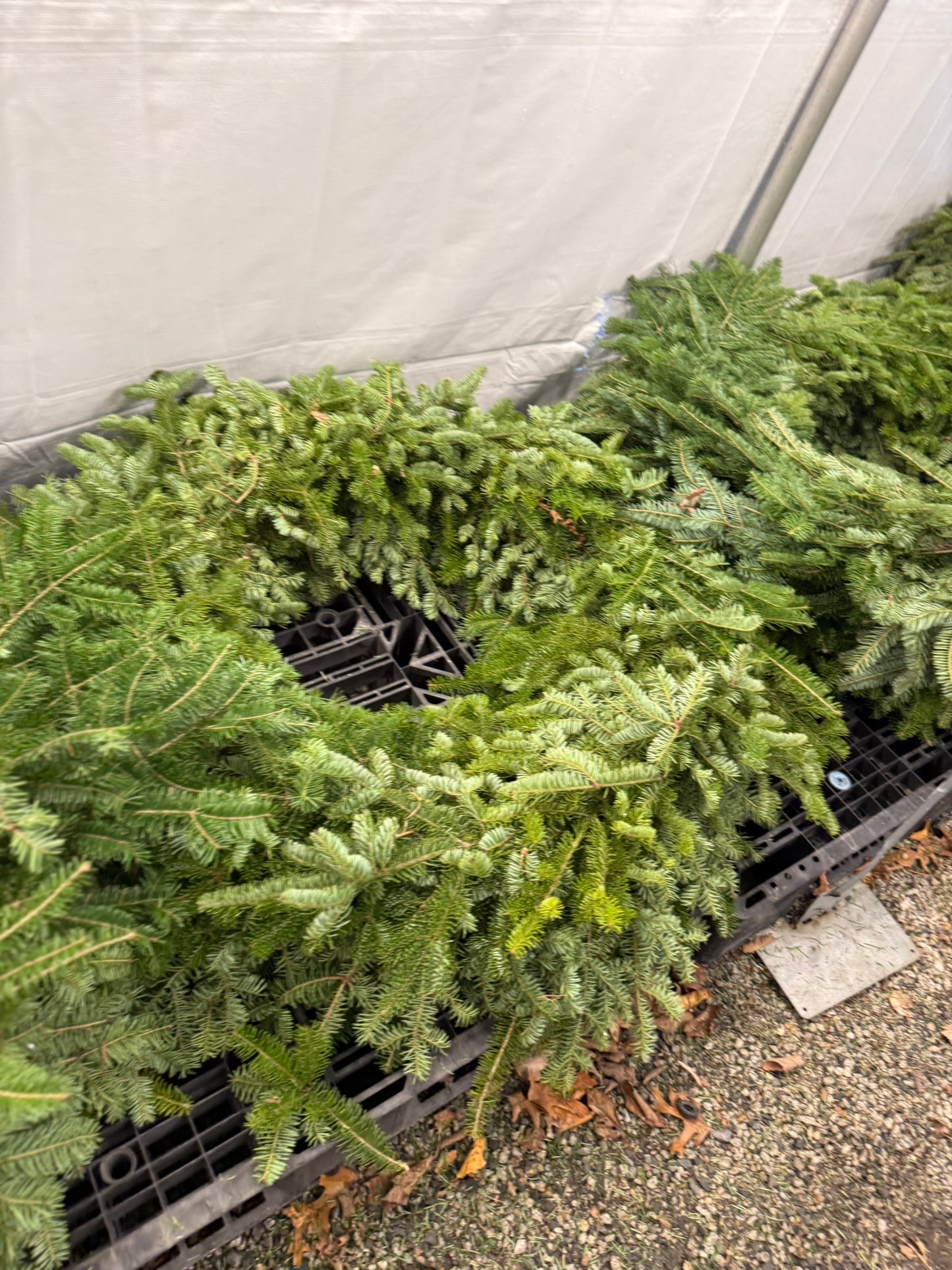 Wreath, Balsam Fir, 18" Ring, 30" OD, Undecorated, DF Pack of 4
