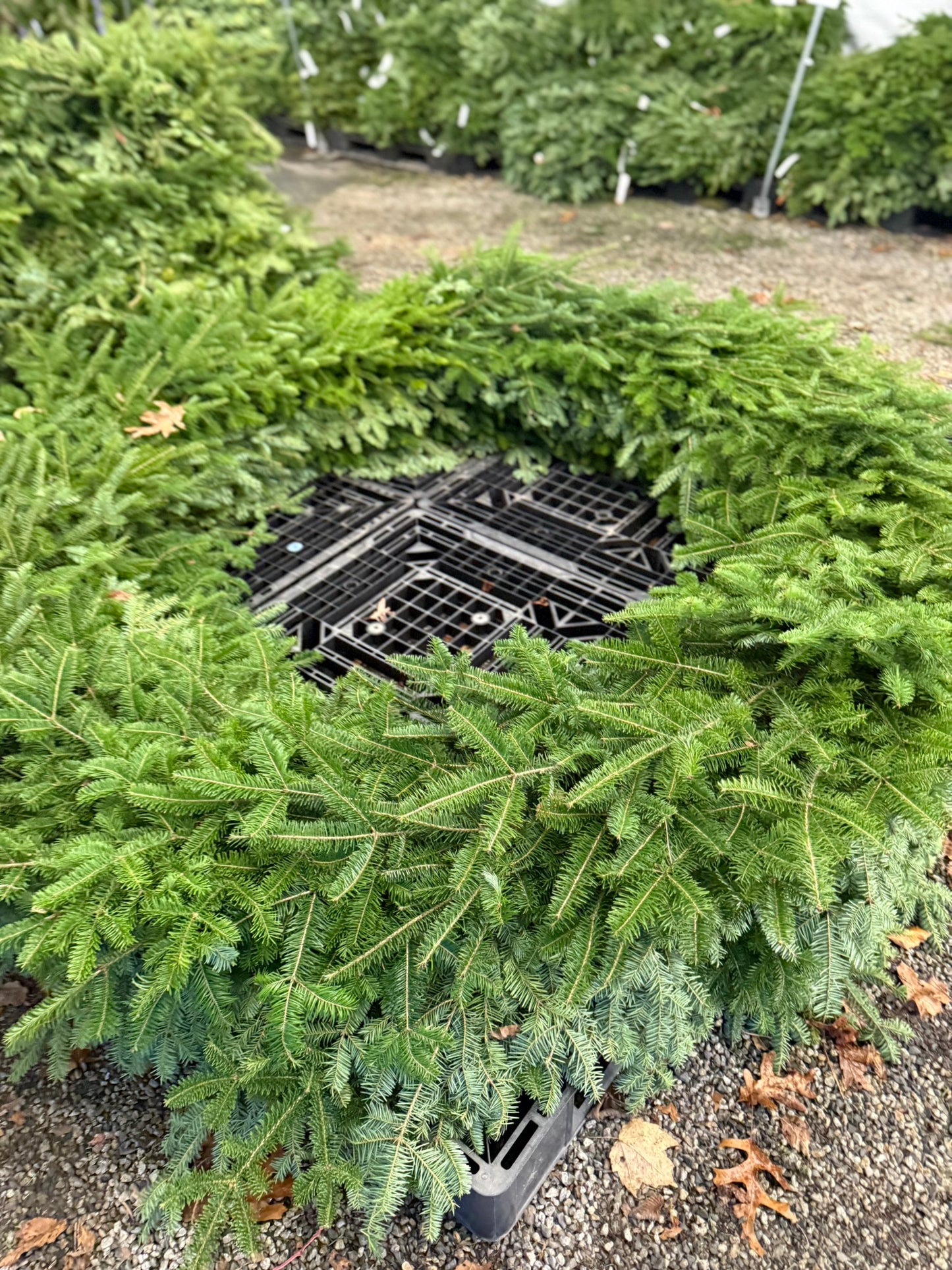 Wreath, Balsam Fir, 18" Ring, 30" OD, Undecorated, DF Pack of 4