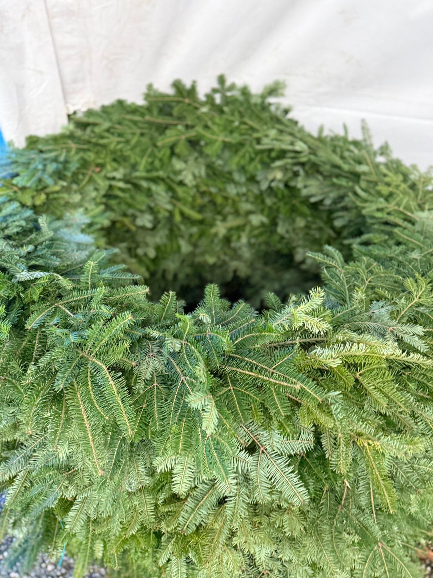 Wreath, Balsam Fir, 30" Ring, 40" OD, Undecorated, DF Pack of 1