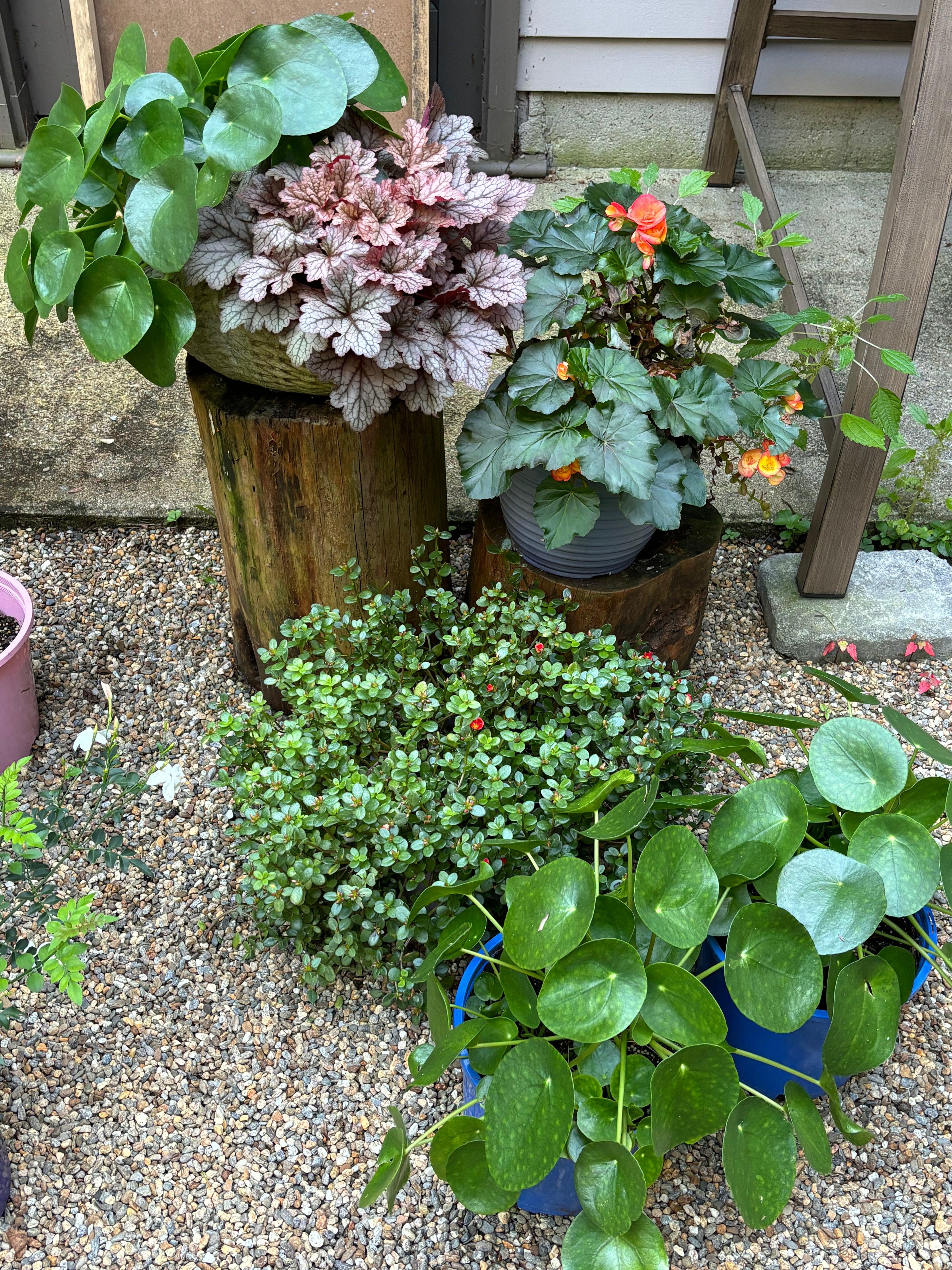 Bharaths Garden