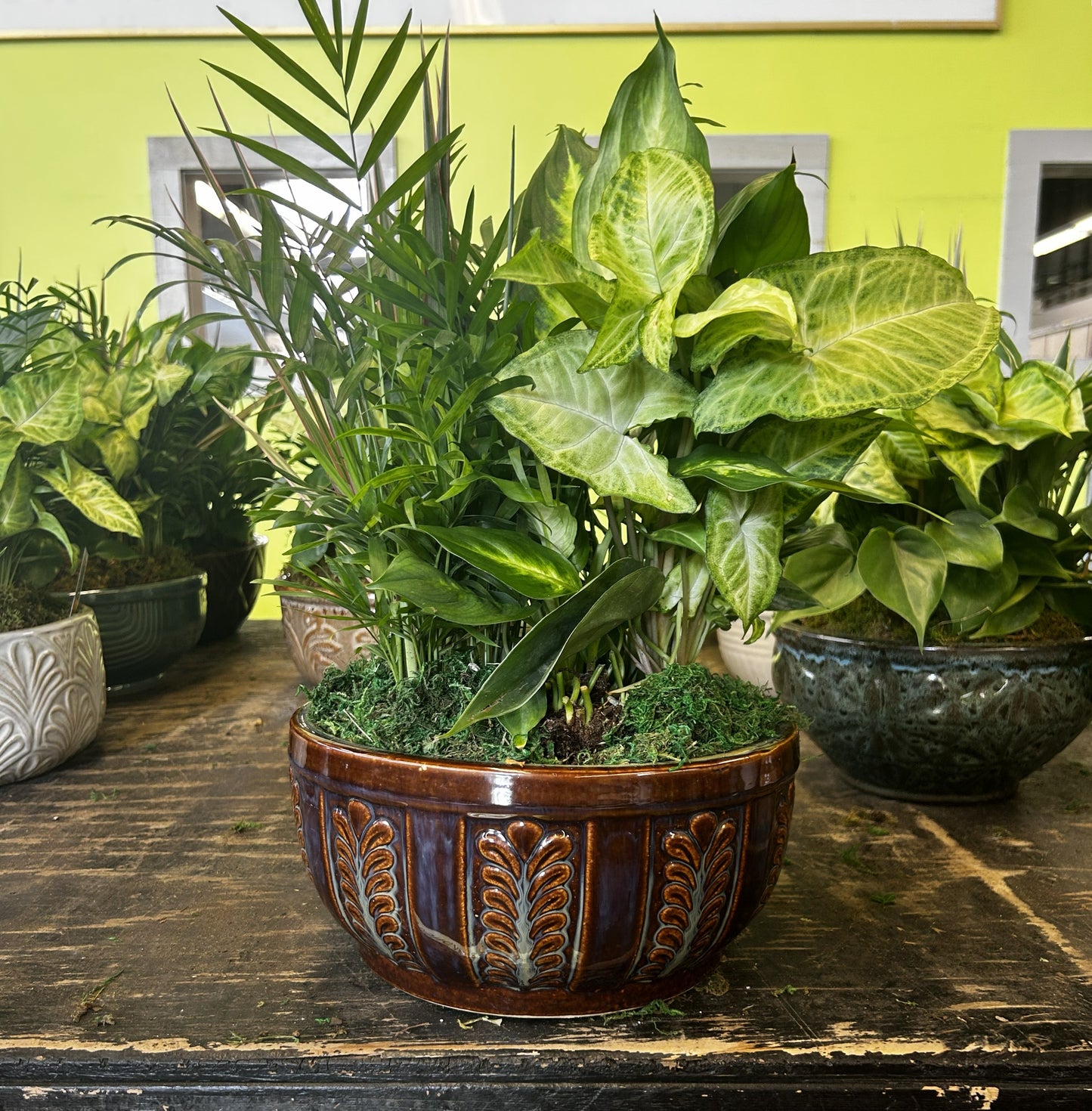 Tranquility Bowl - Assorted Indoor Live Tropical Mix 10" Pot