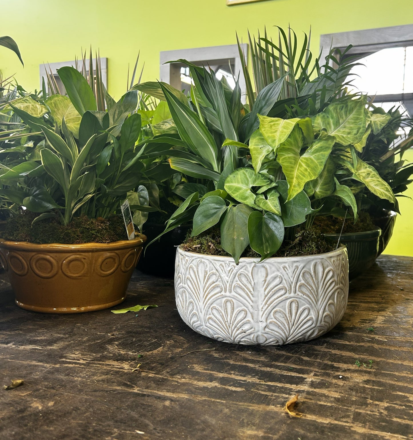 Tranquility Bowl - Assorted Indoor Live Tropical Mix 10" Pot