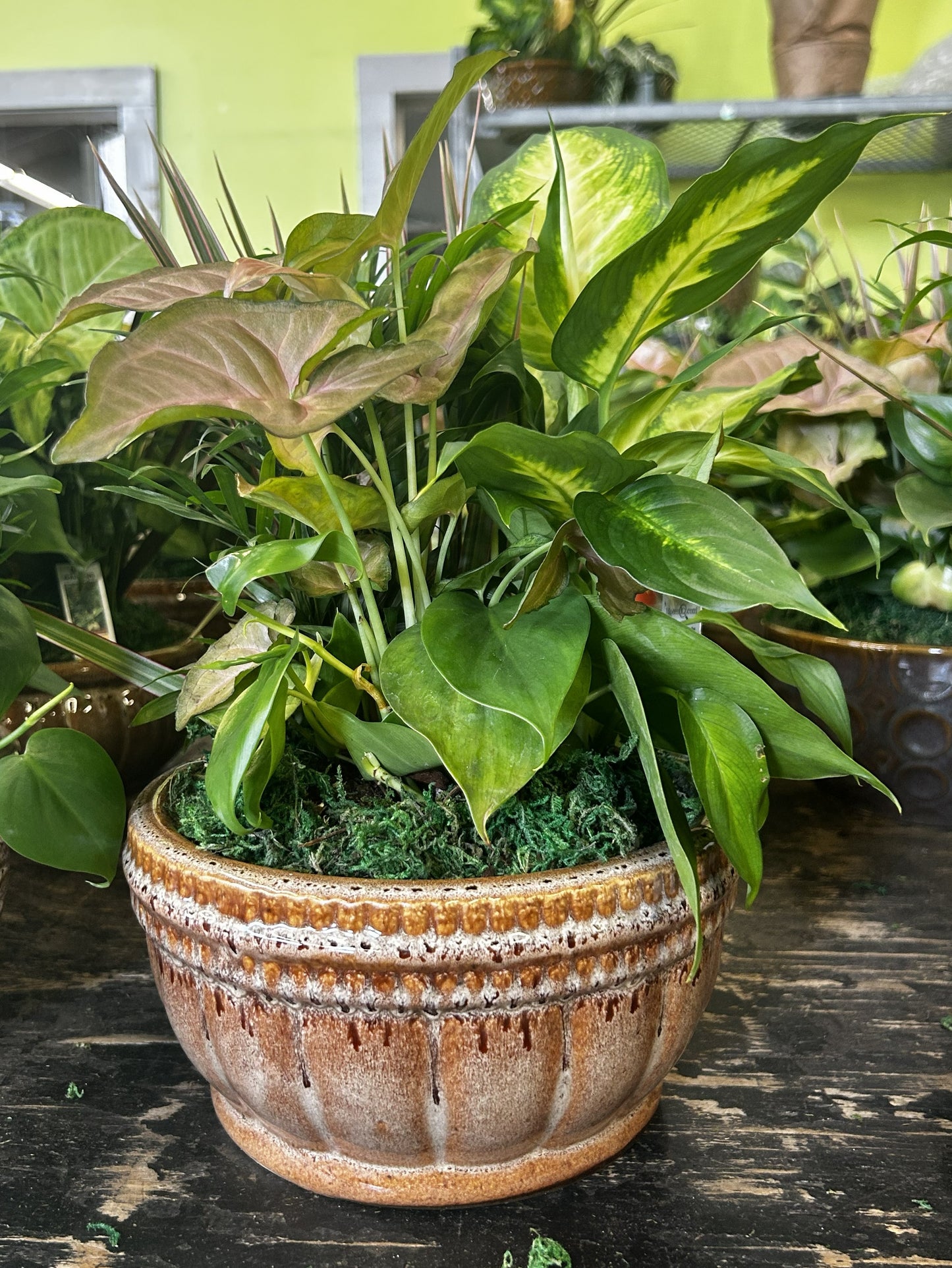 Tranquility Bowl - Assorted Indoor Live Tropical Mix 10" Pot