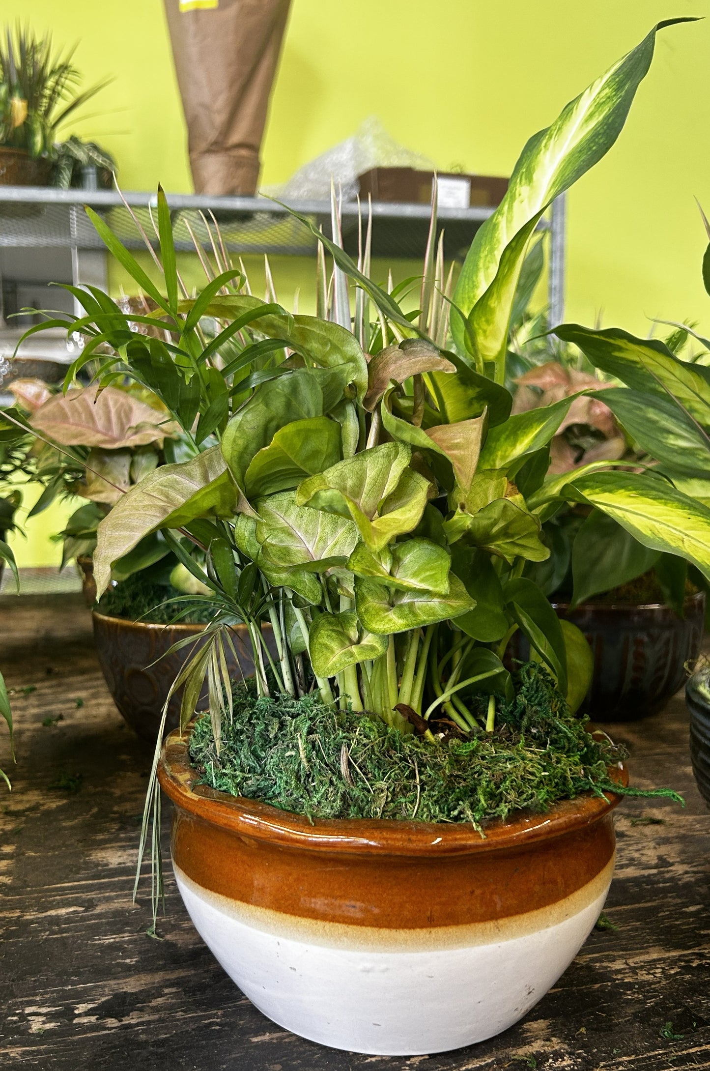 Tranquility Bowl - Assorted Indoor Live Tropical Mix 10" Pot