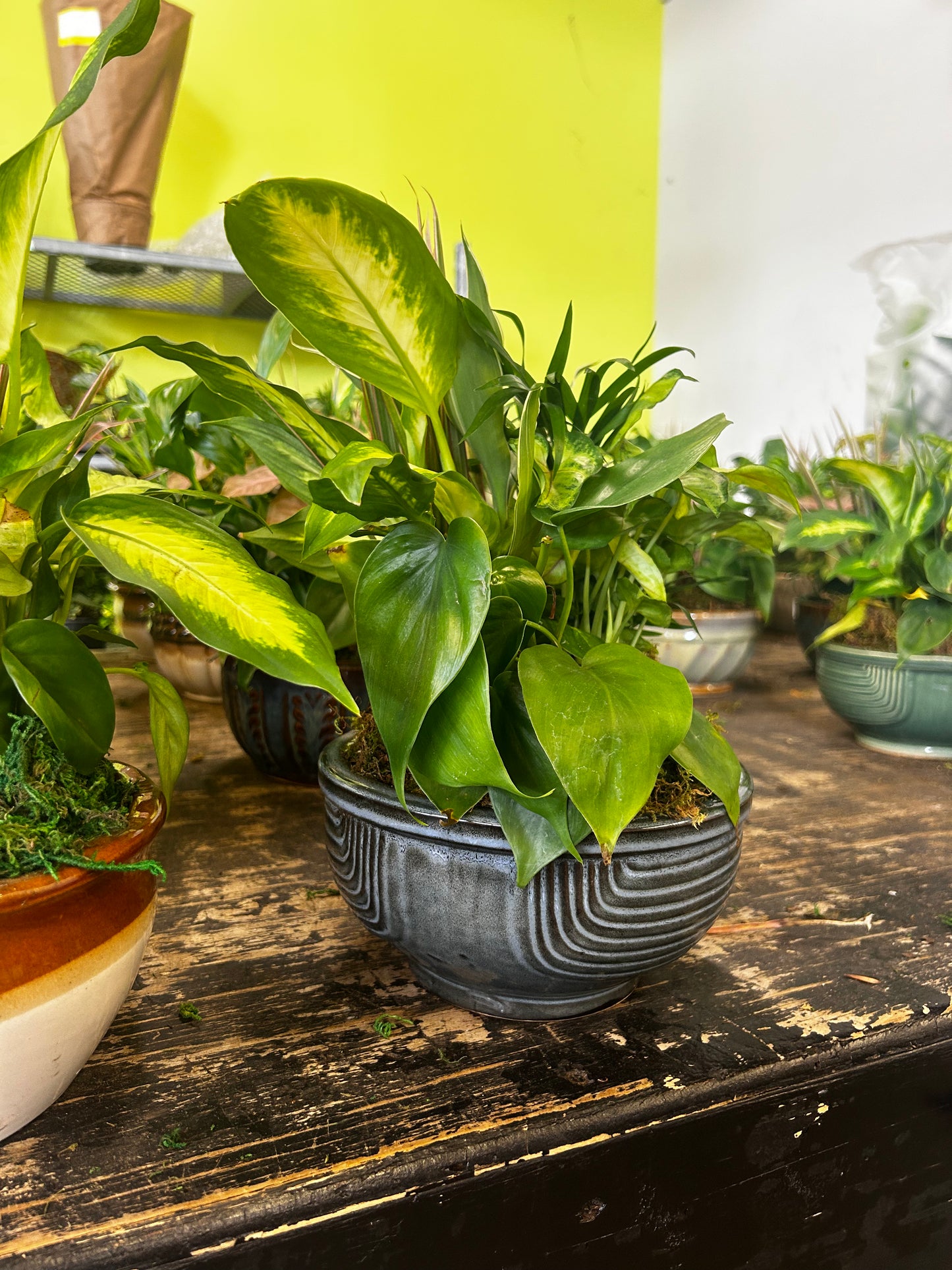 Tranquility Bowl - Assorted Indoor Live Tropical Mix 10" Pot