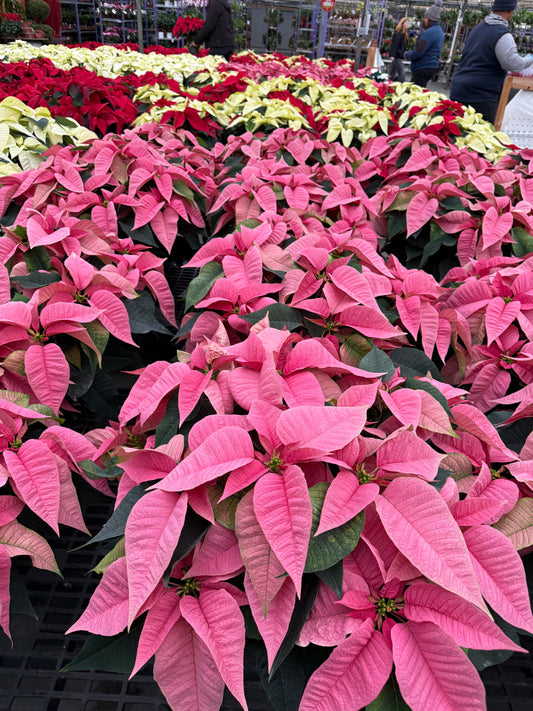 Pink Poinsettia  6" Pot (Pack of 4)